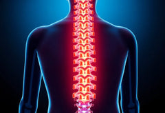 Koirasi selän pelastus: spondyloosin hoitovinkit ja apuvälineet